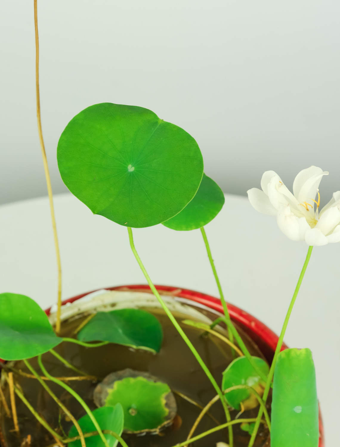 碗莲小盆景种植方法