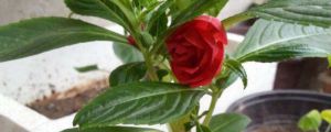茶花凤仙