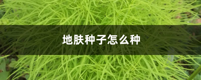 地肤