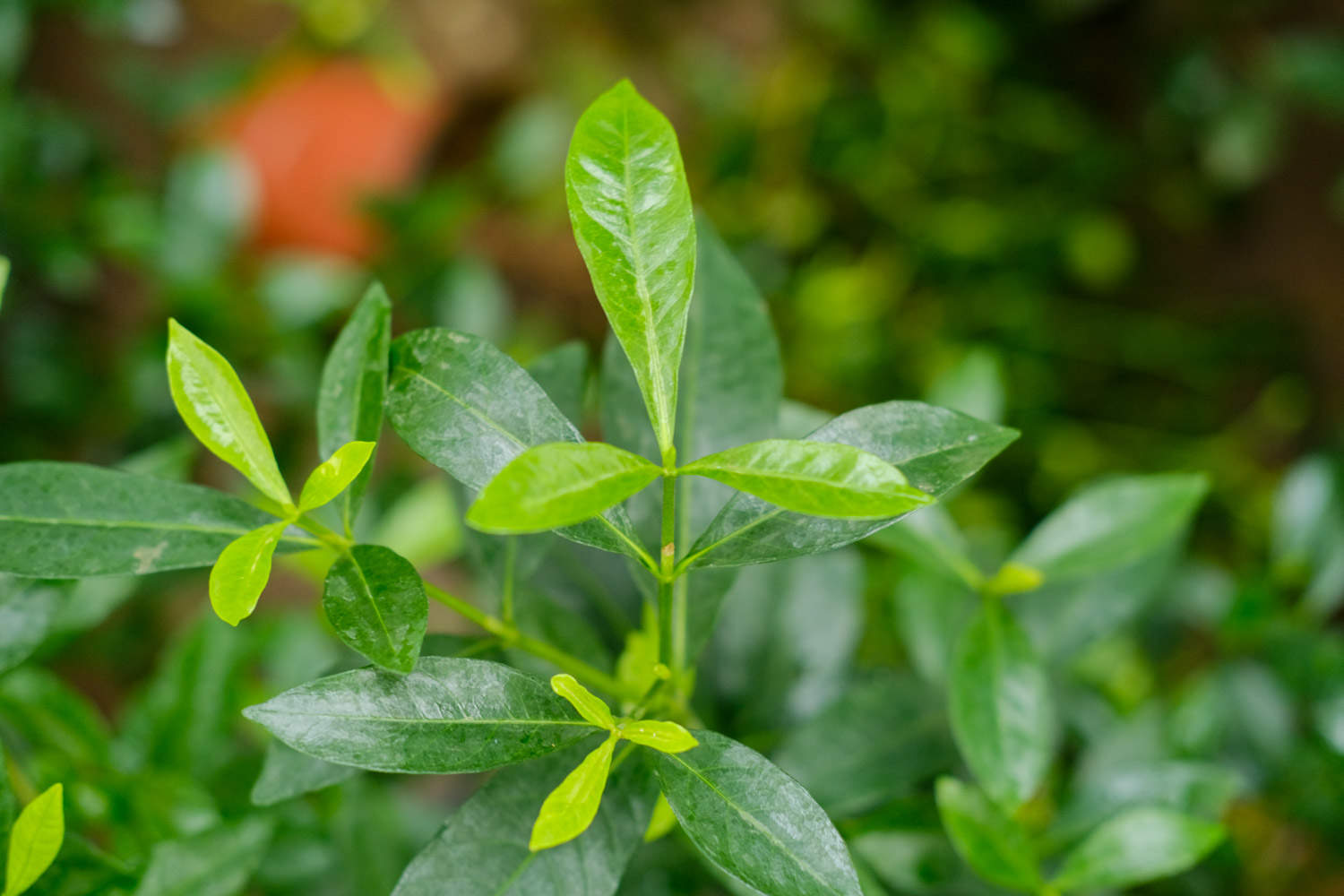 栀子花长白粉虱怎么办