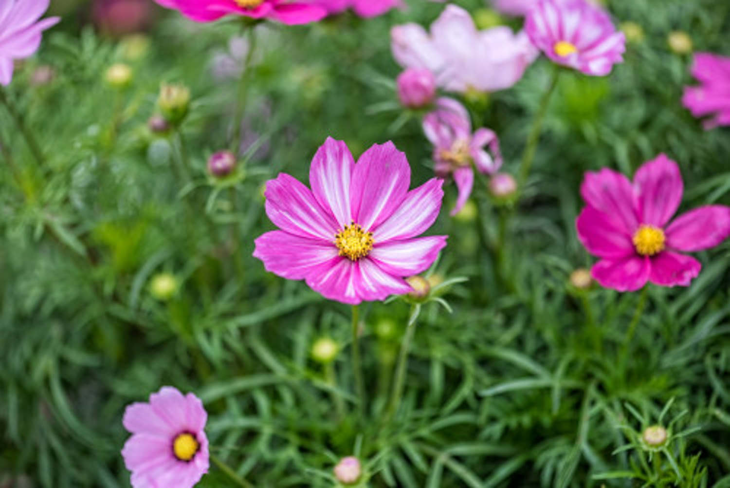 海东适合养什么花，市花和市树是什么