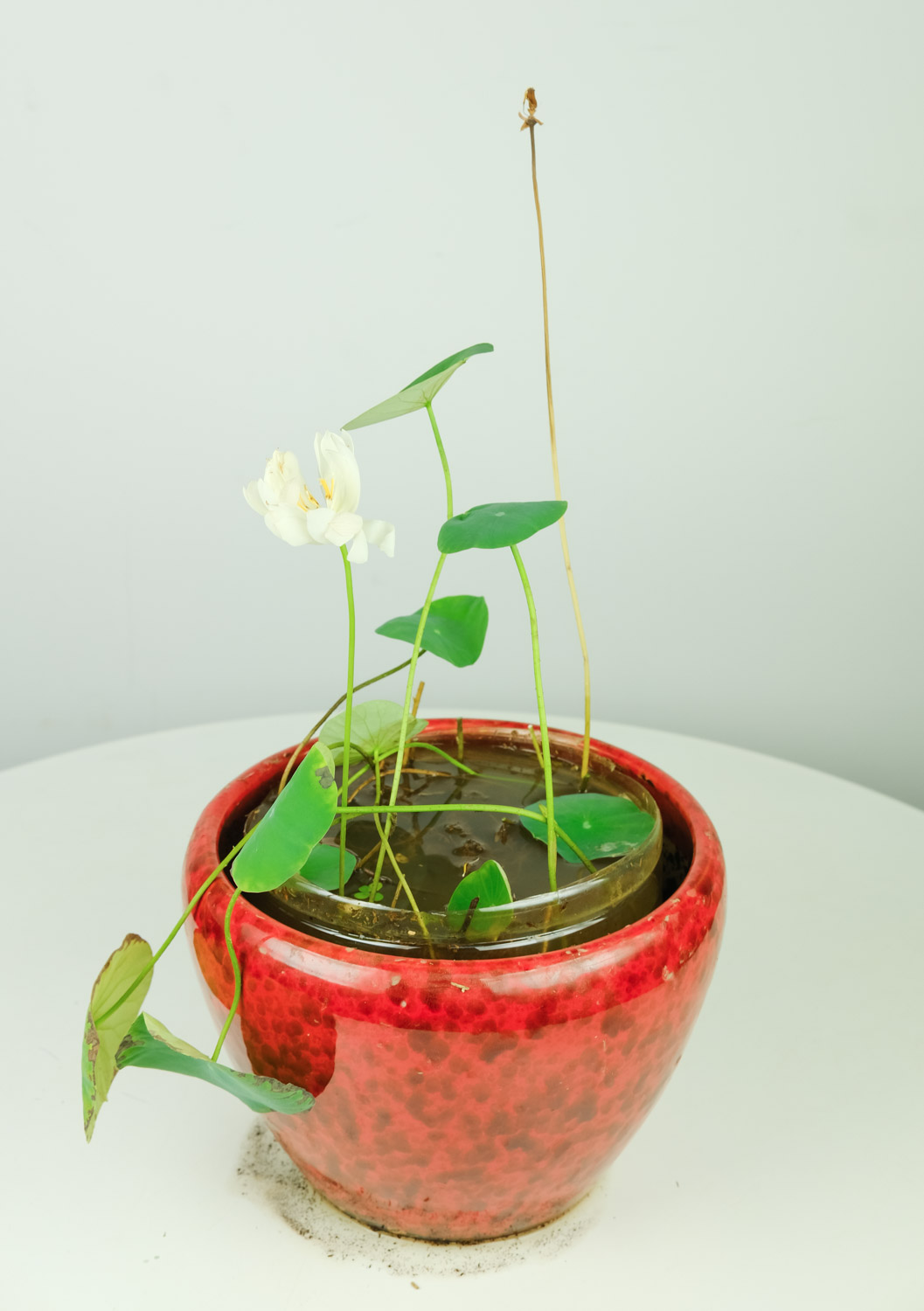 碗莲小盆景种植方法