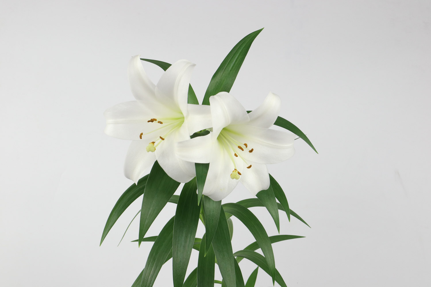 祭拜用什么花
