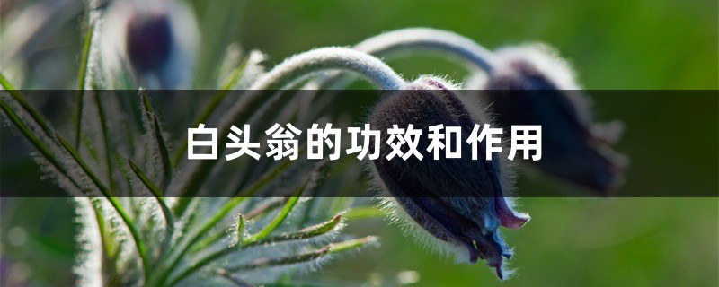 白头翁