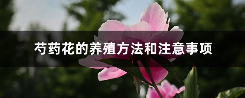 芍药