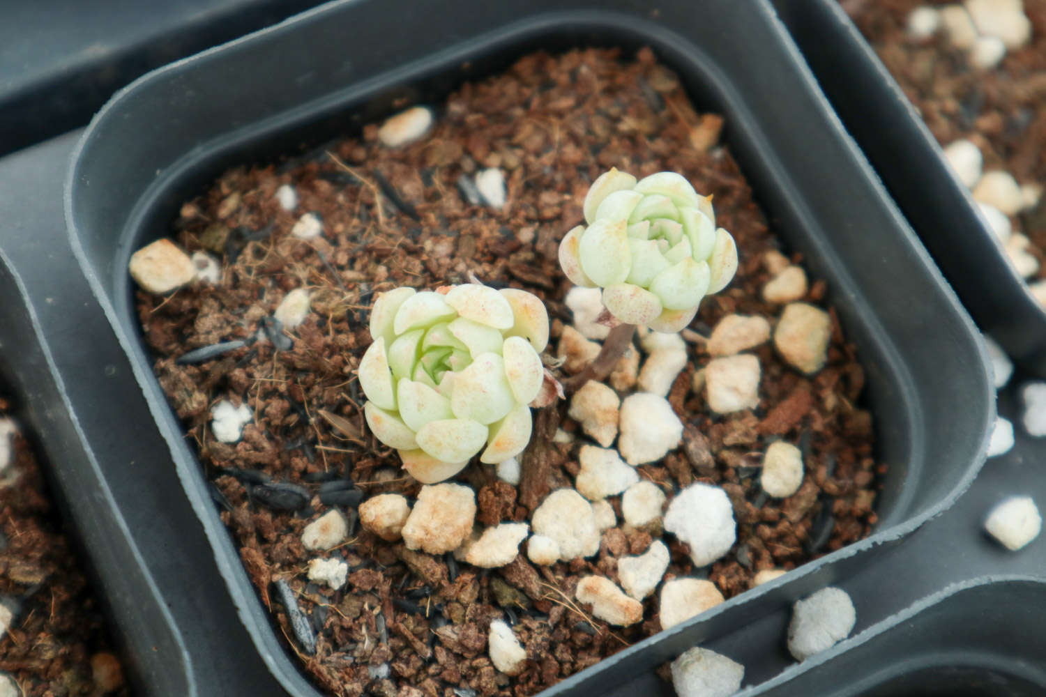 夏季多肉植物高发病虫害防治方法