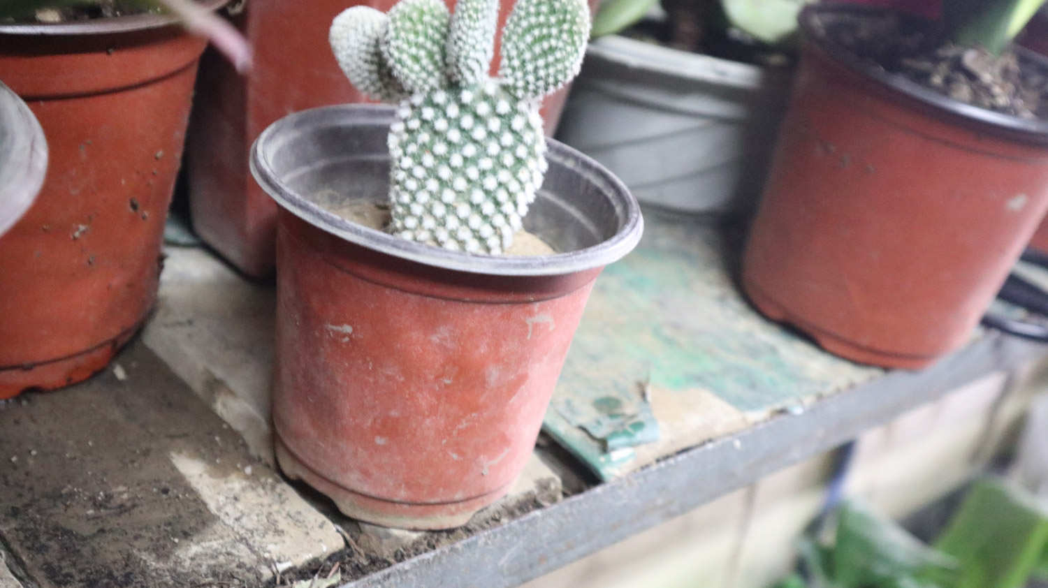 仙人掌烂根烂茎怎么办