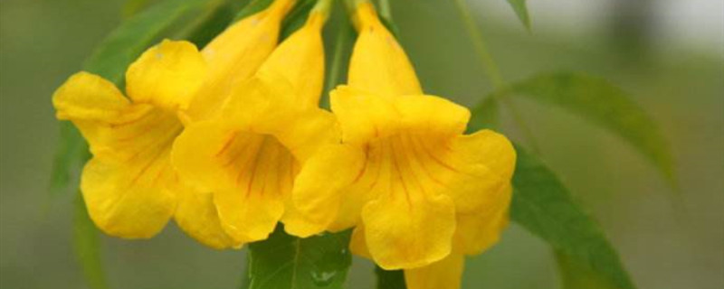 黄钟花