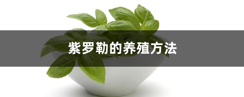 罗勒