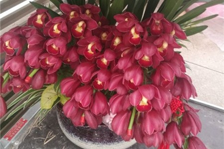 大花蕙兰掉花苞怎么办，有花苞了怎么浇水