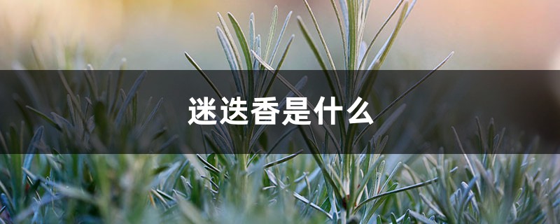 迷迭香