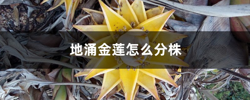 地涌金莲