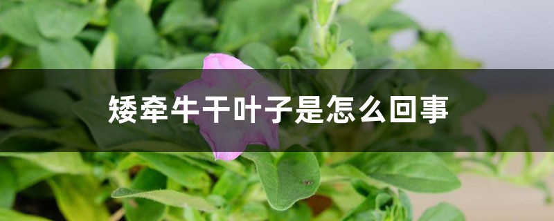 矮牵牛