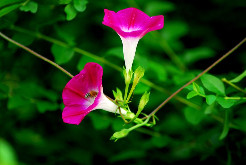 牵牛花