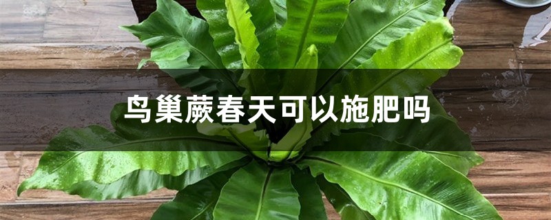 鸟巢蕨