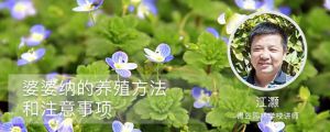婆婆纳