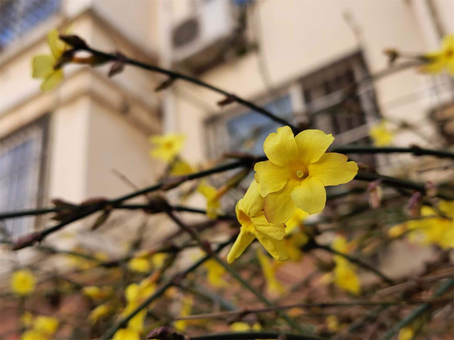 菏泽适合养什么花，市花和市树是什么