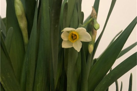 水仙花光长叶不开花怎么办，不开花是什么原因