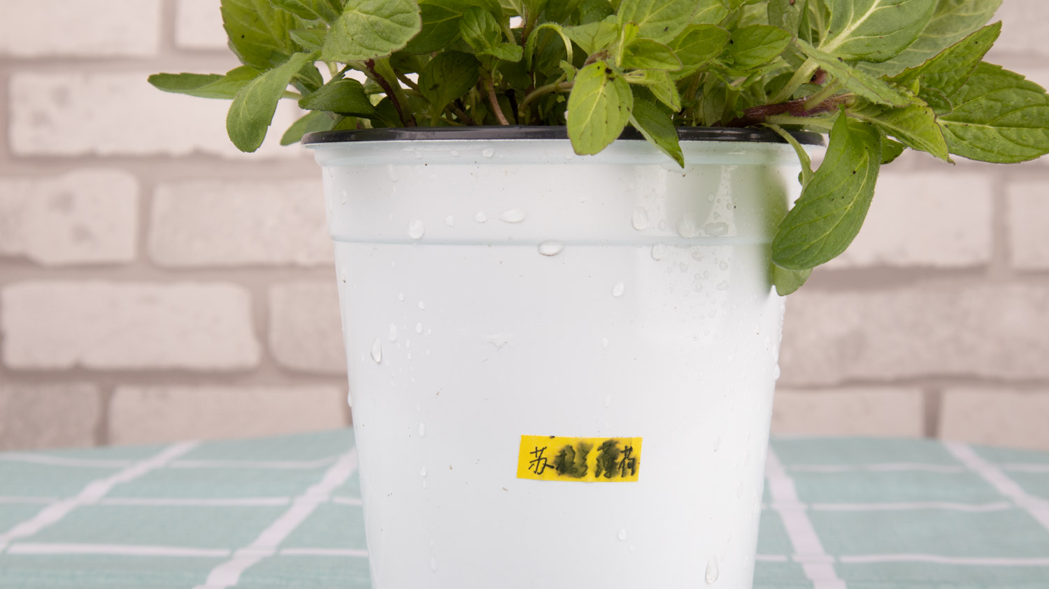 薄荷施肥方法，用什么肥好