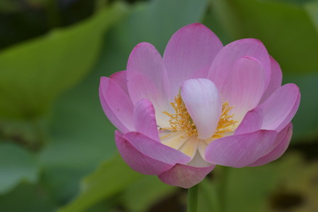 莲花为什么烂叶，烂叶怎么办