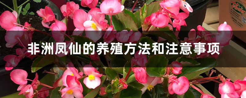 非洲凤仙