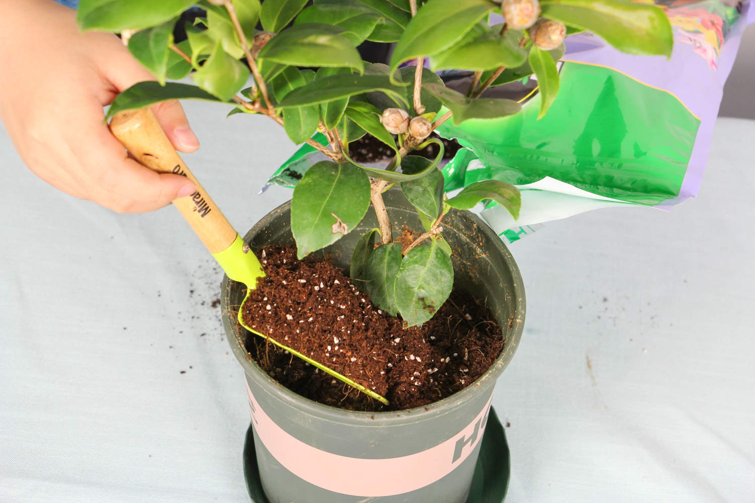 茶花叶子底部有黑点怎么回事