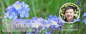 勿忘我