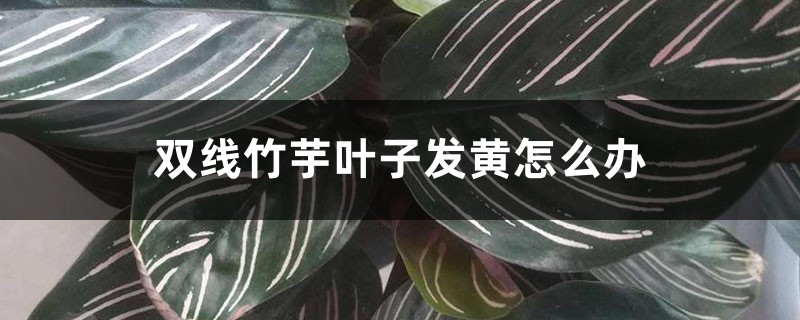 双线竹芋