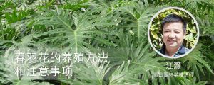 春羽