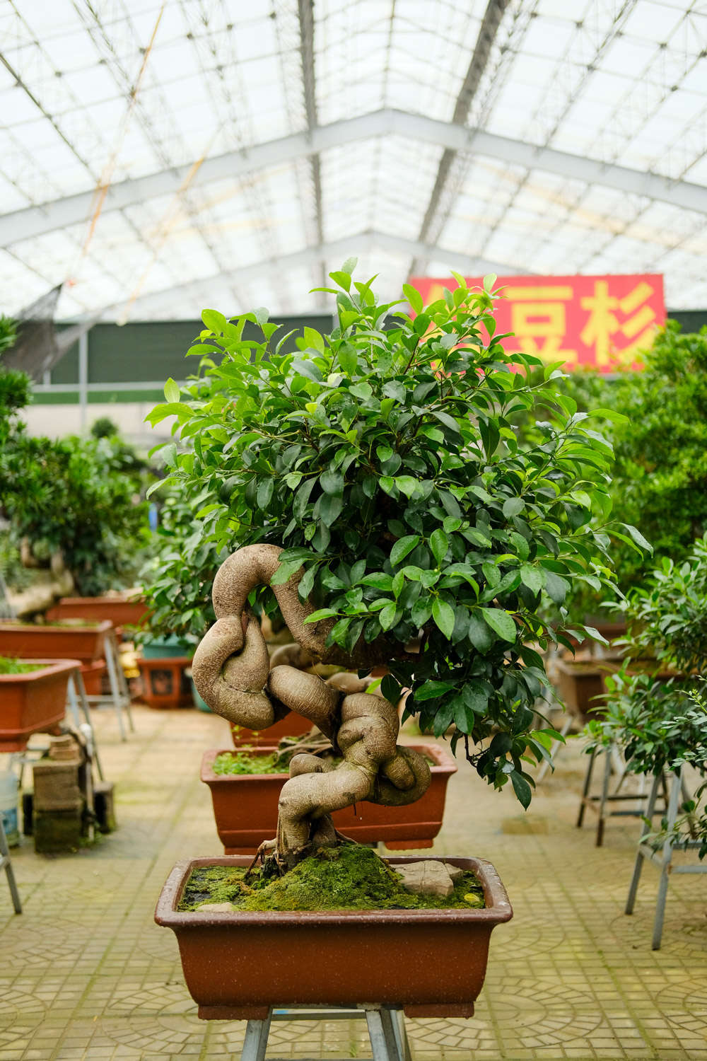 人参榕怎么水培