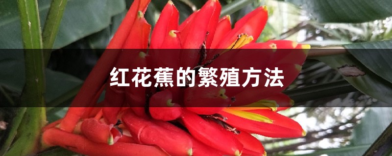 红花蕉