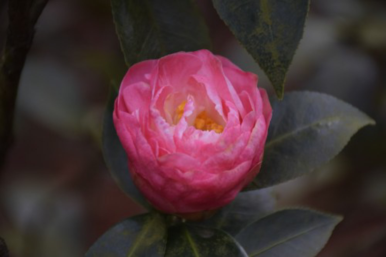 茶花烂根了怎么办