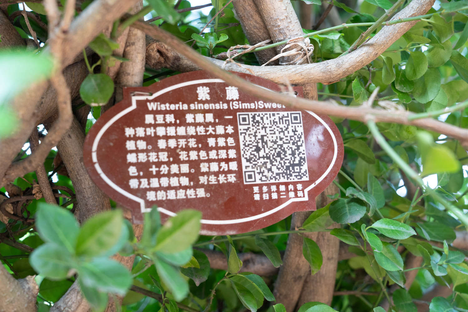 紫藤的花语和寓意，有什么传说故事