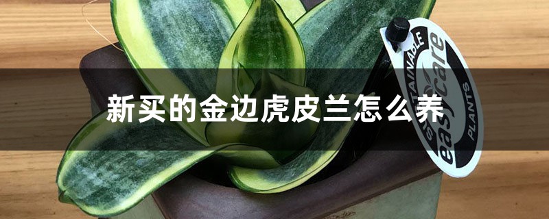 虎皮兰