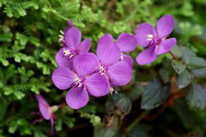 虎颜花