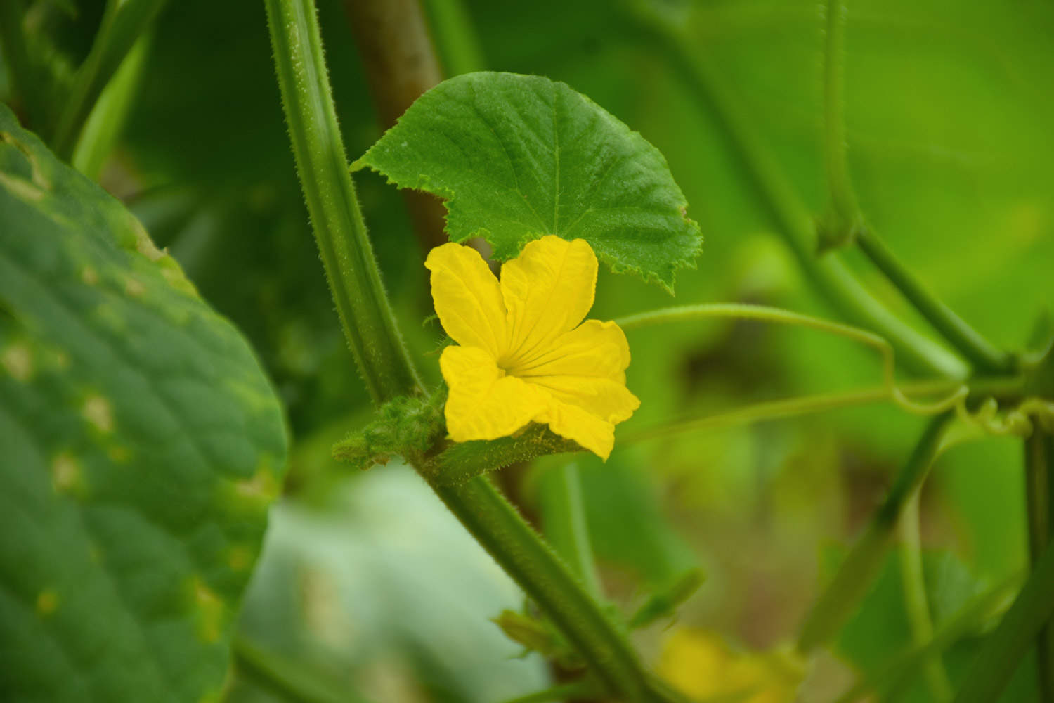 完全花有哪些花