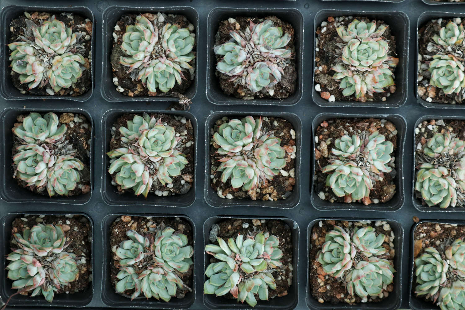 夏季多肉植物高发病虫害防治方法