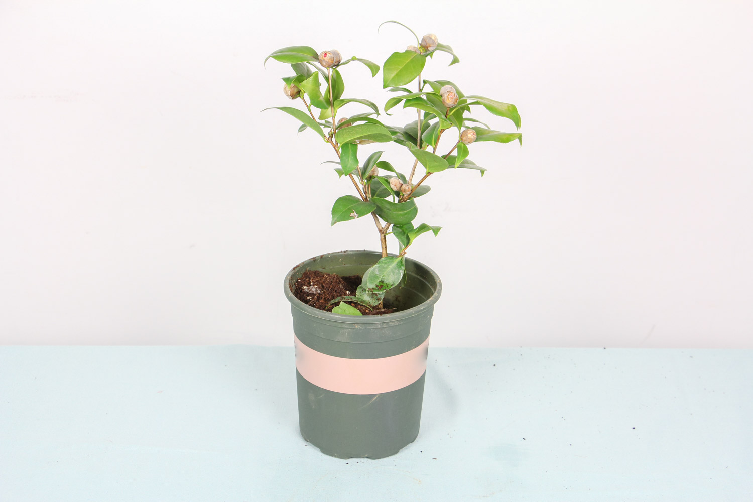 茶花烂根了怎么办