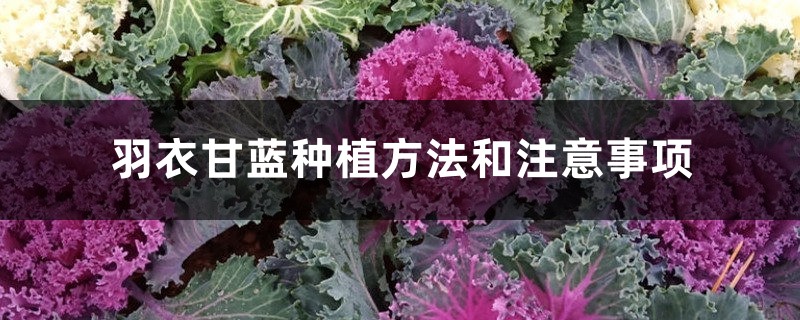 羽衣甘蓝