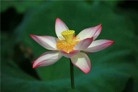 莲花叶子枯萎怎么回事，叶子枯萎怎么办