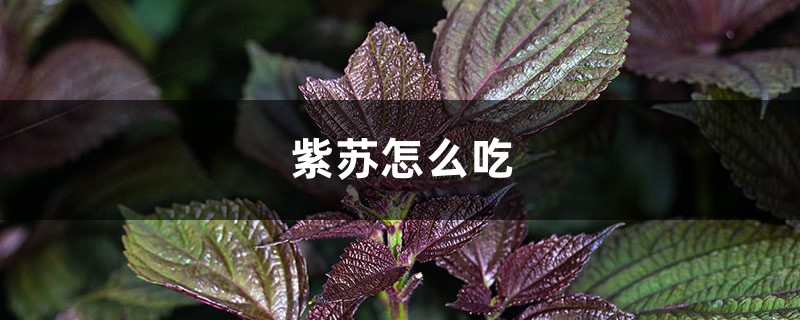 紫苏