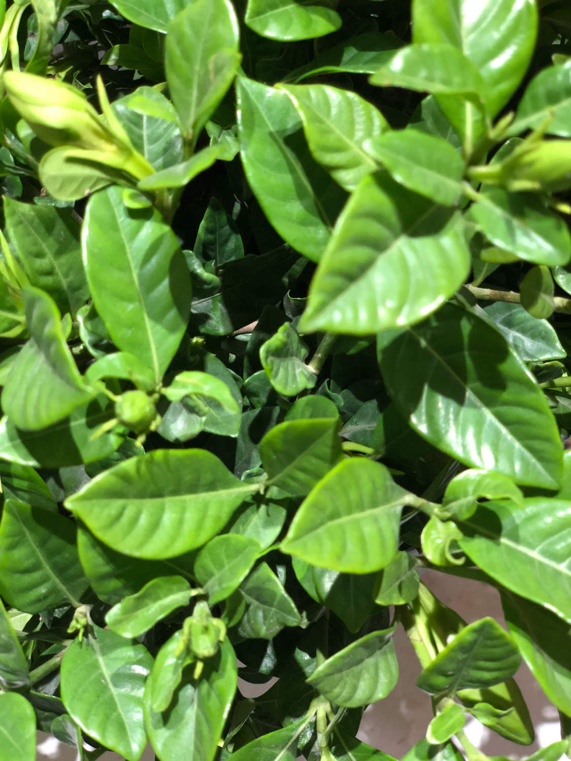 栀子花长红蜘蛛怎么办