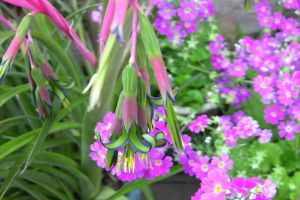 垂花水塔花