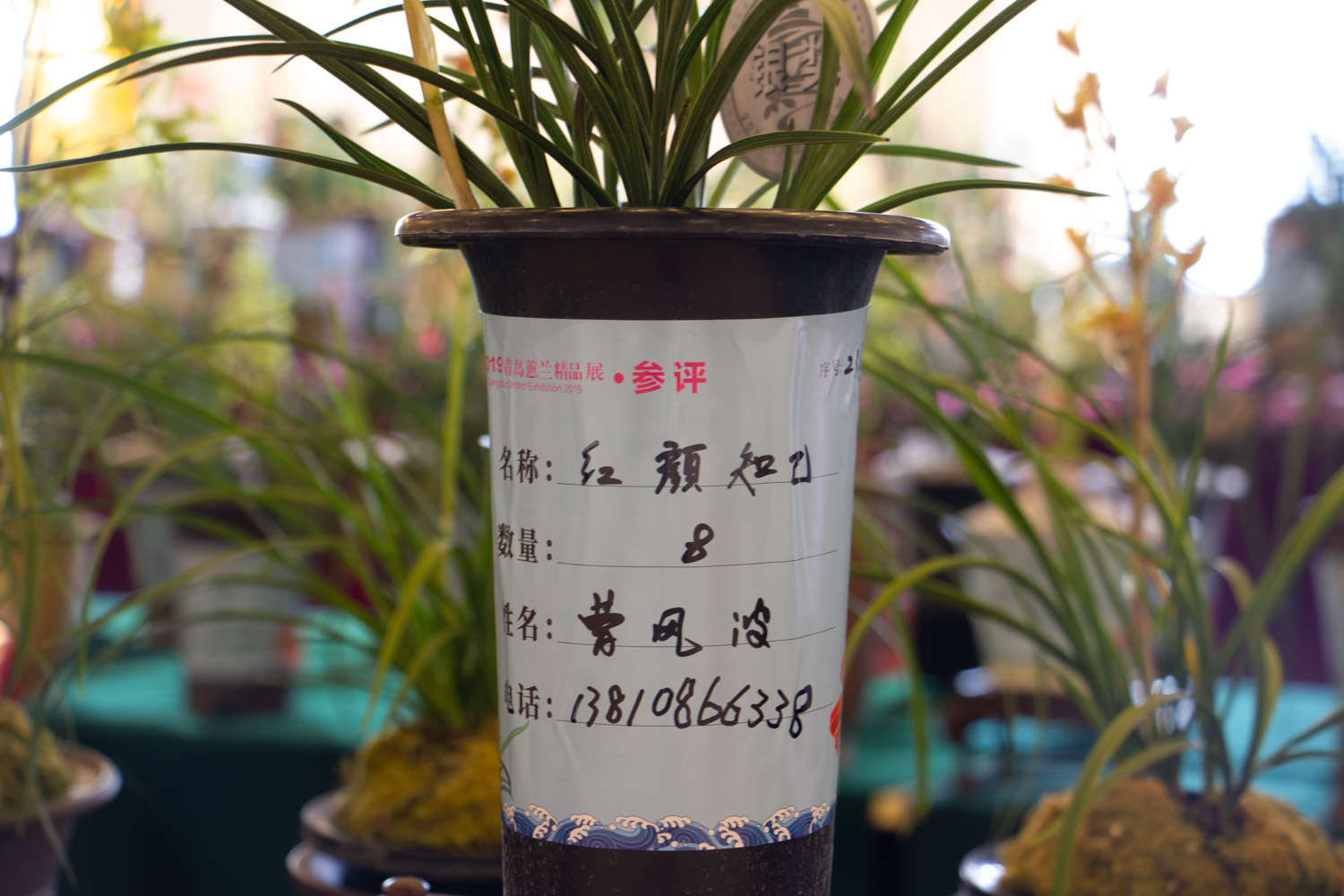 兰花的水培方法和注意事项