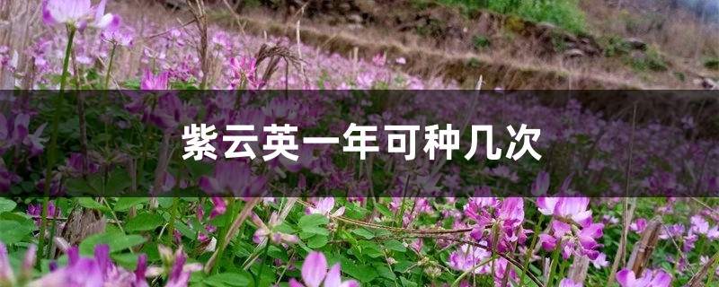 紫云英
