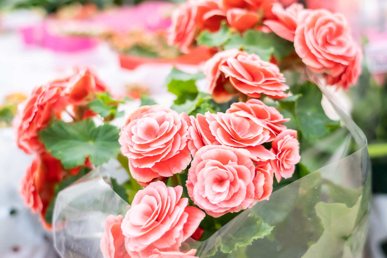 丽格海棠掉花怎么办，为什么掉花苞