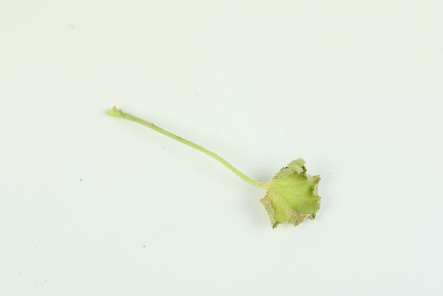 天竺葵光长叶子不开花怎么办