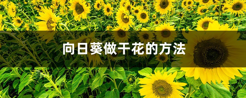 向日葵