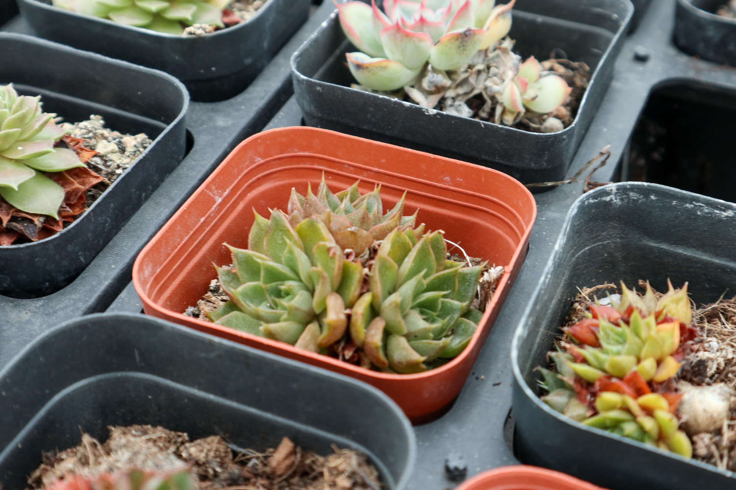夏季多肉植物高发病虫害防治方法