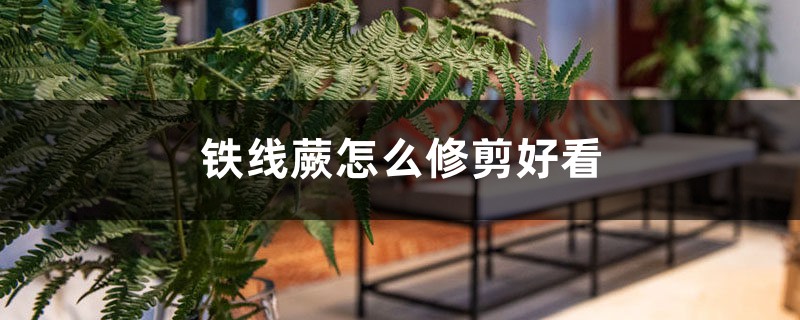 铁线蕨